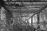Vestiges de la pergola du restaurant éponyme,/envahis par la végétation