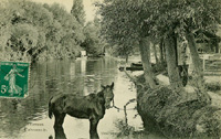 Cheval s'abreuvant dans la Seine