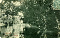 Les arbres des Mottiaux,/sur le petit bras de la Seine