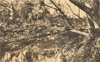 Une rive de la Seine, plantée d'arbres