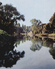 Les arbres bordant le petit bras de la Seine
