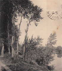 Une rive de la Seine, plantée d'arbres