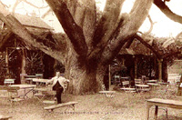 La terrasse du restaurant "Le Sophora"