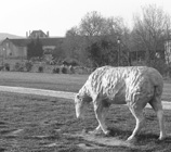 Une brebis, maintenant disparue, dans le Pré aux moutons