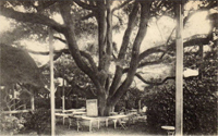 La terrasse du restaurant du Sophora