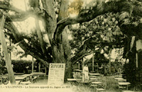 La terrasse du Sophora et  la pancarte/indiquant l'âge et les dimensions de l'arbre