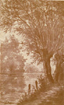 Saules en bord de Seine
