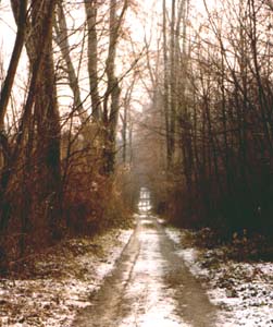 Allée avant défrichage