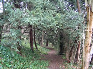 Partie résiduelle du Bois des Falaises