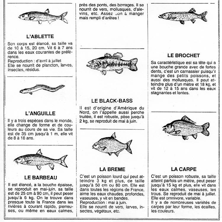 Illustrations de poissons d'eau douce.