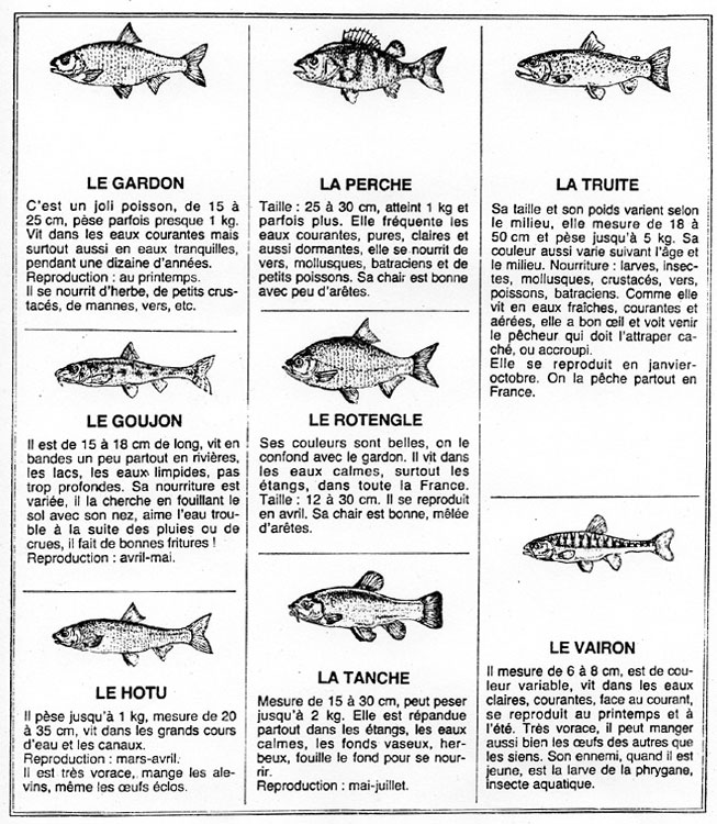 Autres illustrations de poissons.