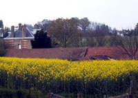 Champ de colza à Marolles.