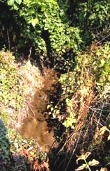 Le ruisseau de la ravine.