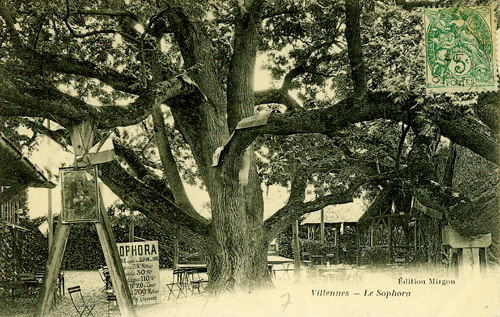 Le Sophora de Villennes, image 1