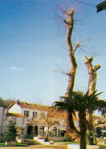 Le Sophora en 1994