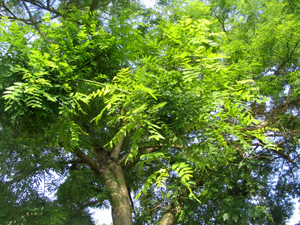 Nouvel arbre sur la place du Sophora