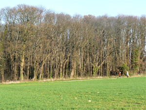 Le bois du Bosquet.