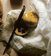 Boîte à mouches volée au musée de Reims