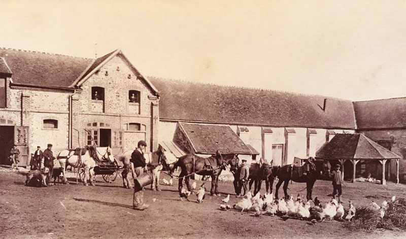 Poules et chevaux à la ferme de Marolles.