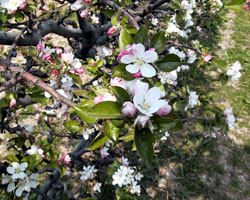 Fleurs de pommiers.