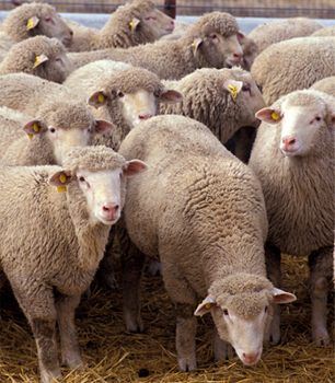 Un troupeau de moutons