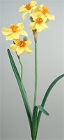 Narcisse Jolibois