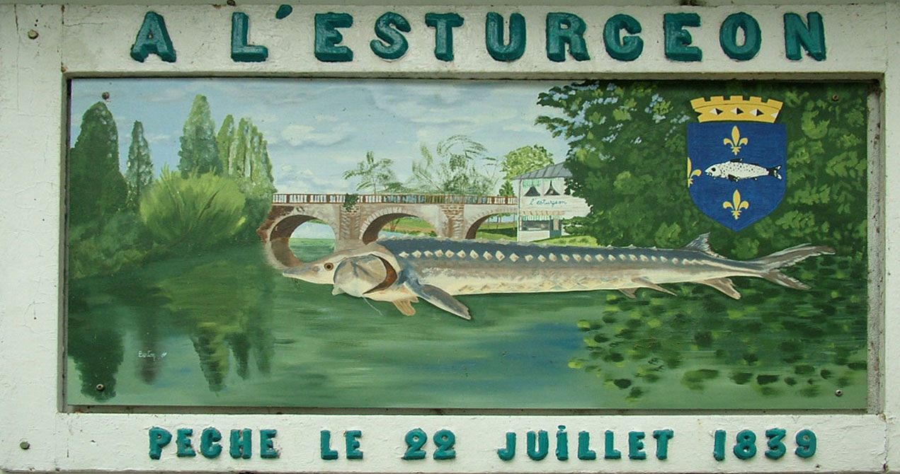 Peinture d'un esturgeon pêché dans la Seine.