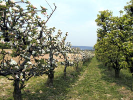 Pommiers en fleurs.