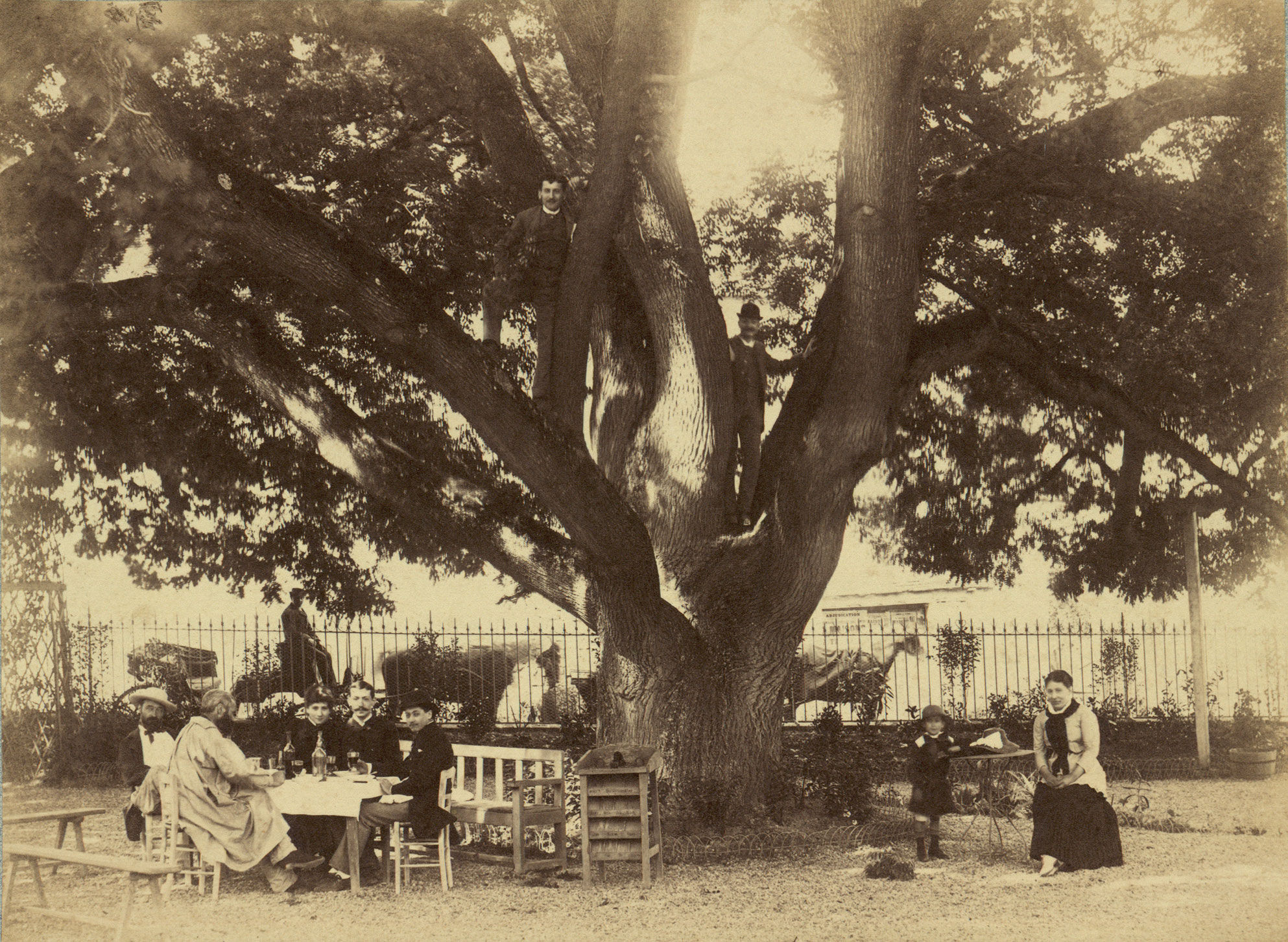 Le Sophora en 1887