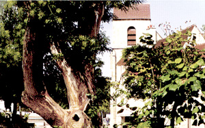 Le Sophora dans les années 1990