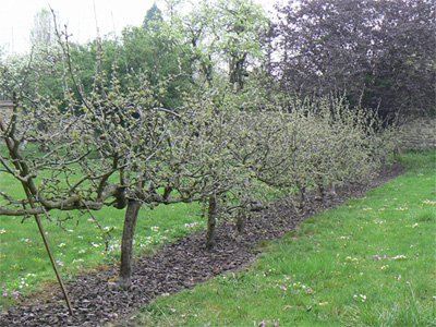 Pommiers de la villa Le Verger